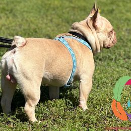 Mousse - French Bulldog