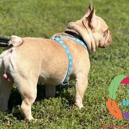Mousse - French Bulldog