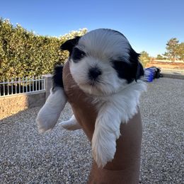 Angel - Black and white male Shih Tzu puppy in Apple Valley, California from Garcia_shihtzu