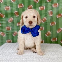 Blitz - Blue collar - Cream male Goldendoodle puppy in The Woodlands, Texas from Golden Fields Doodles