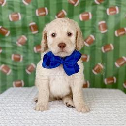 Blitz - Blue collar - Cream male Goldendoodle puppy in The Woodlands, Texas from Golden Fields Doodles