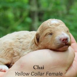 Chai - Parti female Goldendoodle puppy in Shushan, New York from Barnwood Doodles