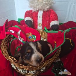AKC LILLY - Piebald female Dachshund puppy in Bangs, Texas from Lickin'bach Miniature Dachshunds