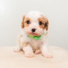 Colt - Blenheim male Cavapoo puppy in Tucson, Arizona from Ever After Doodles Arizona