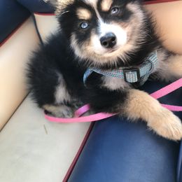Pomsky Puppies from River Enz Pomskies
