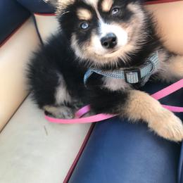 Pomsky Puppies from River Enz Pomskies