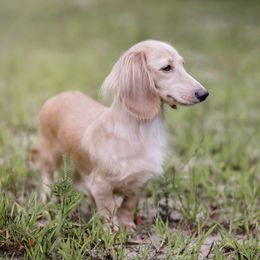 Honey - Dachshund