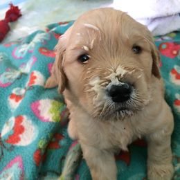 Golden Retriever Puppies from Bit O'Heaven Farm