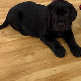 Boy 3 teal collar - Black male Labrador Retriever puppy in Ledyard, Connecticut from Outback Stables