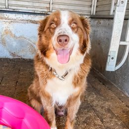 Mia - Australian Shepherd