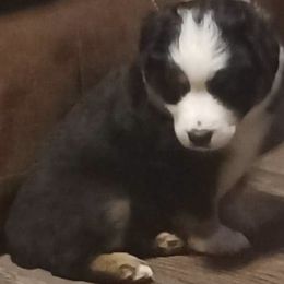 Boy 1 - Miniature Australian Shepherd puppy in Hillsville, Virginia from Lottie's Mini Aussies