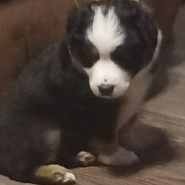 Boy 1 - Miniature Australian Shepherd puppy in Hillsville, Virginia from Lottie's Mini Aussies