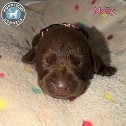 Molly - Pink Collar - Chocolate female Labrador Retriever puppy in Elloree, South Carolina from Moonlight Kennels LLC