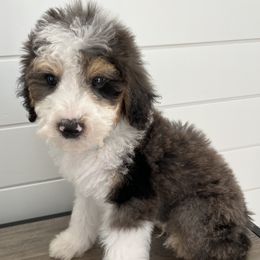 Higgins - Blue merle male Bernedoodle puppy in Garrettsville, Ohio from Sunset Family Farm
