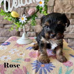 Rose - Black and tan female Yorkshire Terrier puppy in Smryna, Georgia from Owensons’ Kennel