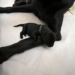 Irish Setter and Labrador Retriever Puppies from Kilkieran Kennels and Snowstorm Labradors