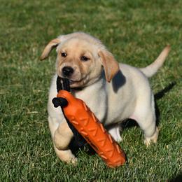 French Bulldog, Golden Retriever, and Labrador Retriever Puppies from Trigger Time Kennels