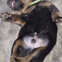 Boy 2 - Rottweiler puppy in Klamath Falls, Oregon from Tismic Rottweilers