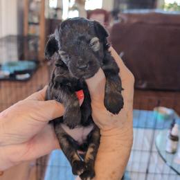 Sophie - Merle female Schnoodle puppy in Huron, Tennessee from Wilma's Paw-Paw Patch