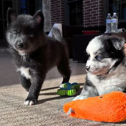 Pomsky Puppies from Ponderosa Pomskies