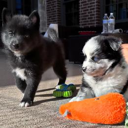 Pomsky Puppies from Ponderosa Pomskies