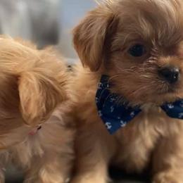 Yorkshire Terriers from Maggie’s babies