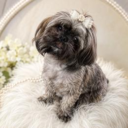 Sky Blue - Shih Tzu