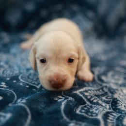 TATE - Cream male Dachshund puppy in Indiantown, Florida from Turquoise River Minature Dachshunds