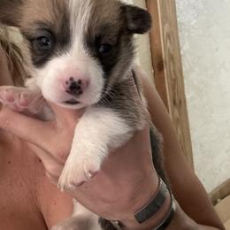 Boy 3 - Black and tan male Pembroke Welsh Corgi puppy in Walters, Oklahoma from Solo Spur Ranch