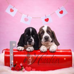 Tsireya - Black and white female Basset Hound puppy in Surprise, Arizona from Howlin Hounds