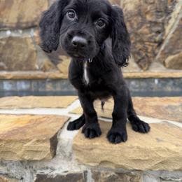 Blue Collar - Black male English Cocker Spaniel puppy in Ohatchee, Alabama from Otter Creek Kennels