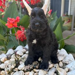 Rooster - Black male Giant Schnauzer puppy in Bois D’arc, Missouri from Down Low Kennels