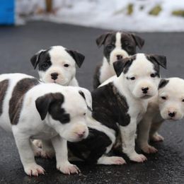 American Bulldog Puppies from Northern Woods American Bulldogs