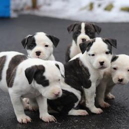 American Bulldog Puppies from Northern Woods American Bulldogs