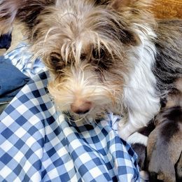 Willow - Miniature Schnauzer
