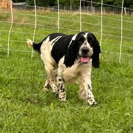 Sprinkles - English Springer Spaniel