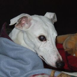 Whippet All Grown Up from Timbreblue Whippets