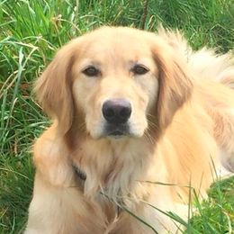 Sunshine - Golden Retriever