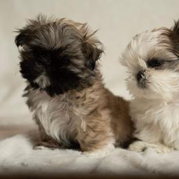 Shih Tzu Puppies from Good Lil Shih Tzu