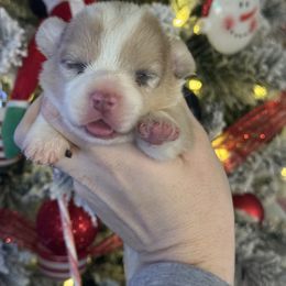 Pearl - Fawn merle female American Corgi puppy in East Oakdale, California from Rhettro Kennels
