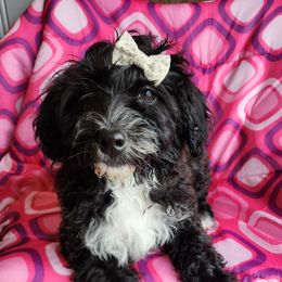Paula - Black and white Portuguese Water Dog puppy in Denver, Pennsylvania from Wood's Edge Portuguese Water Dogs