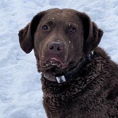 Gypsy - Chesapeake Bay Retriever
