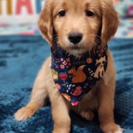 Yellow Collar - Dark golden female Golden Retriever puppy in Section, Alabama from Country Girl Golden Retrievers