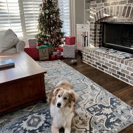English Shepherd All Grown Up from Goodwin Heritage Homestead