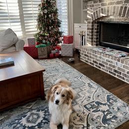 English Shepherd All Grown Up from Goodwin Heritage Homestead