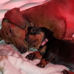Dachshund All Grown Up from Woodshafen