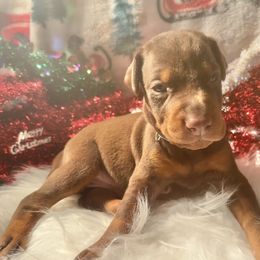 Dark blue collar male - Red and rust male Doberman Pinscher puppy in Madison, Indiana from Jensen Dobermans and Dachshunds
