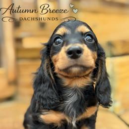 Eli - Black and tan male Dachshund puppy in Clever, Missouri from Autumn Breeze Dachshunds