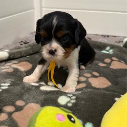 Herby (yellow collar) - Tri-color male Cavalier King Charles Spaniel puppy in Ocala, Florida from Ray of Sunshine Spaniels LLC