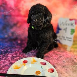 Hue - Black male Poodle puppy in Mcbain, Michigan from Northern Creek
